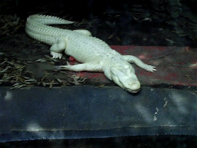 A rare albino alligato at the Louisville Zoo.