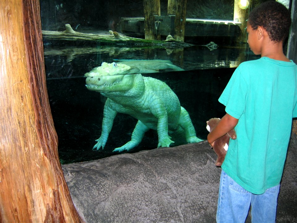 The white alligator "Spots" at the Aquarium of the Americas 2007