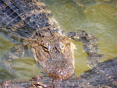Alligator, The Zoo in Gulf Breeze, Florida, USA photo