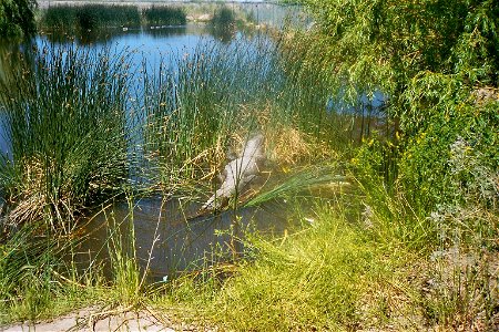 Colorado Gator Farm and Reptile Park