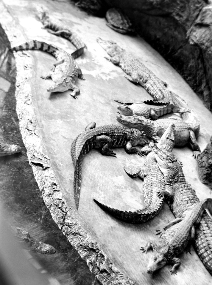 Tags: crocodile