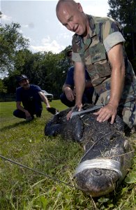 King's Bay, Ga. (May 29, 2003) -- Chief Aviation Boatswain's Mate Rodger Wisdom and volunteers from the Navy fire department wrangle a ten-foot alligator aboard Naval Submarine Base King's Bay, Ga. C photo