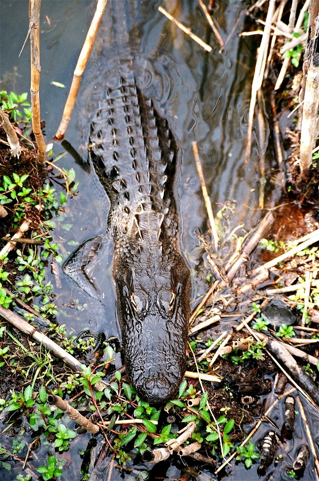 Above the gator, NPSPhoto, D.Harris