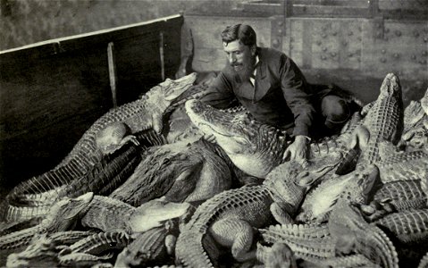 "A group of crocodilians: A wonder of animal training. The photograph shows a number of living crocodilians with their trainer. They have been on exhibition in Florence..."