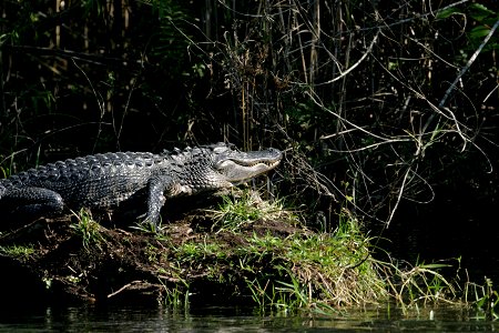 Alligator (3), NPSPhoto, R. Cammauf