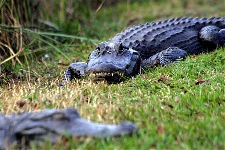 Alligator (2), NPSPhoto, R. Cammauf