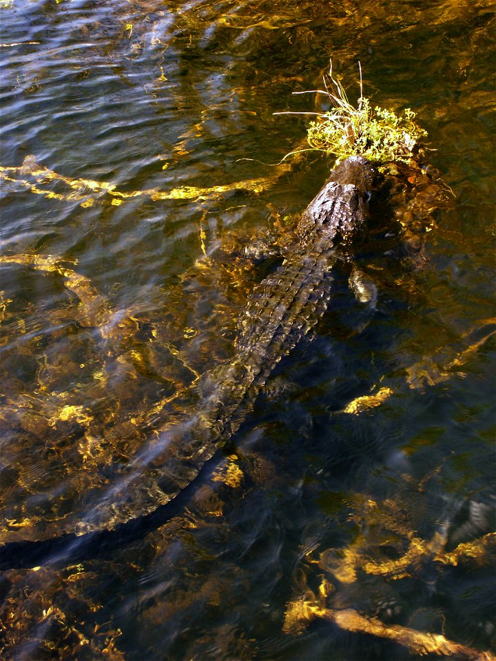 Alligator amid periphyton at Royal Palm Visitor Center Anhinga Trail in Everglades National Park