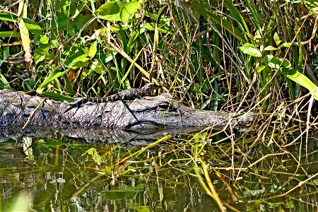 Alligator and young, NPSPhoto, R. Cammauf photo