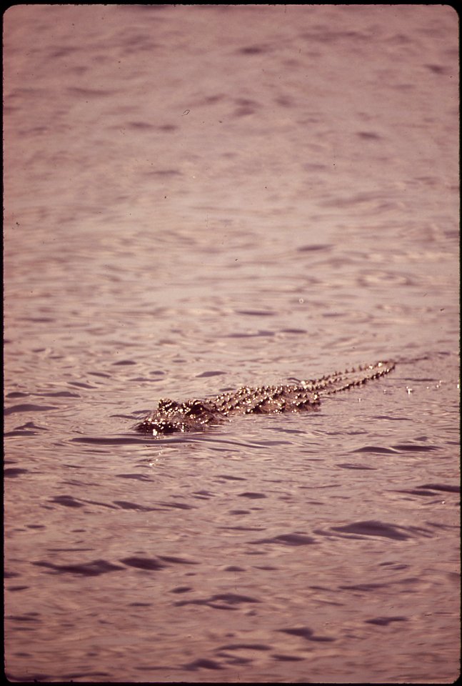 ALLIGATOR AT S-12A STRUCTURE