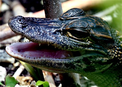 Gator Baby Open Mouth photo