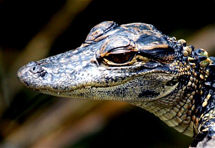 Gator Baby Head Shot
