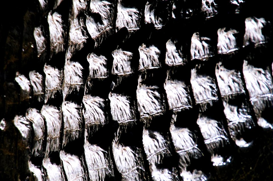 Alligator Back, NPSPhoto, D.Harris