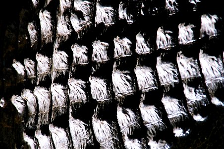 Alligator Back, NPSPhoto, D.Harris