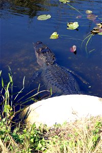 Alligator culvert, NPSPhoto, R. Cammauf