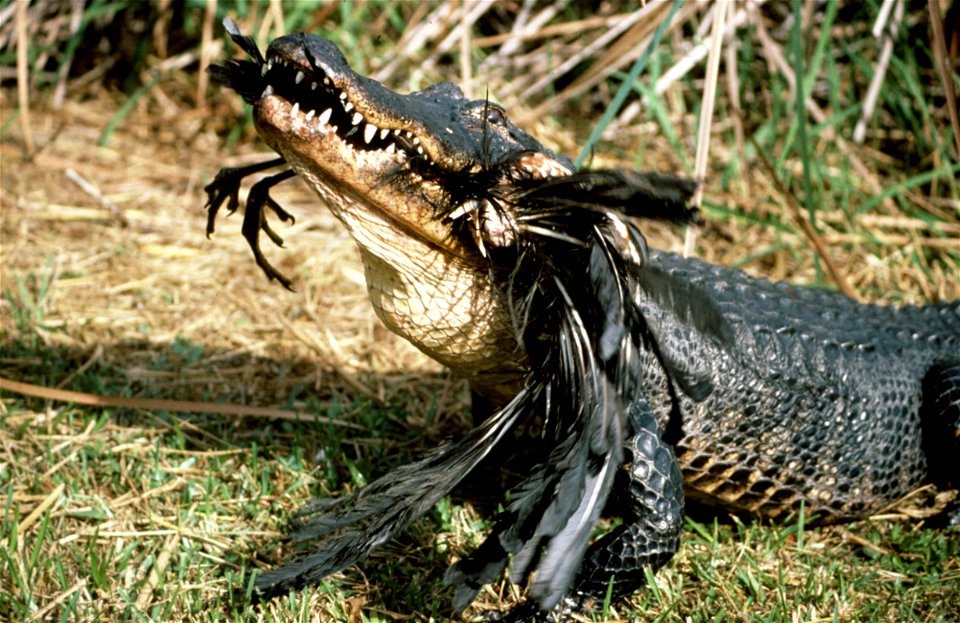Alligator eating Bird, NPSPhoto