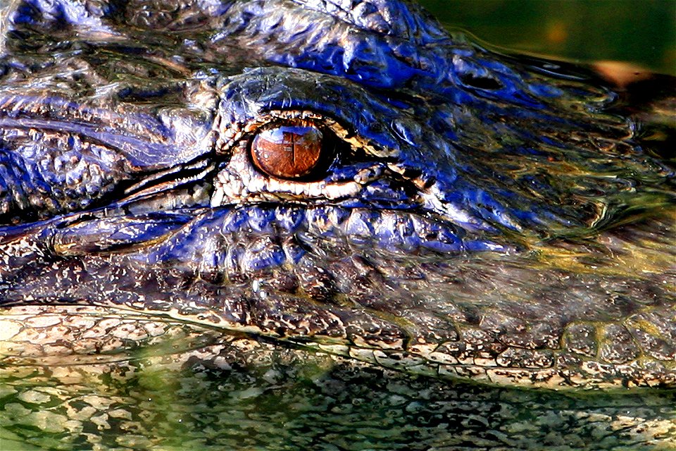 Alligator Eye, NPSphoto, G.Gardner