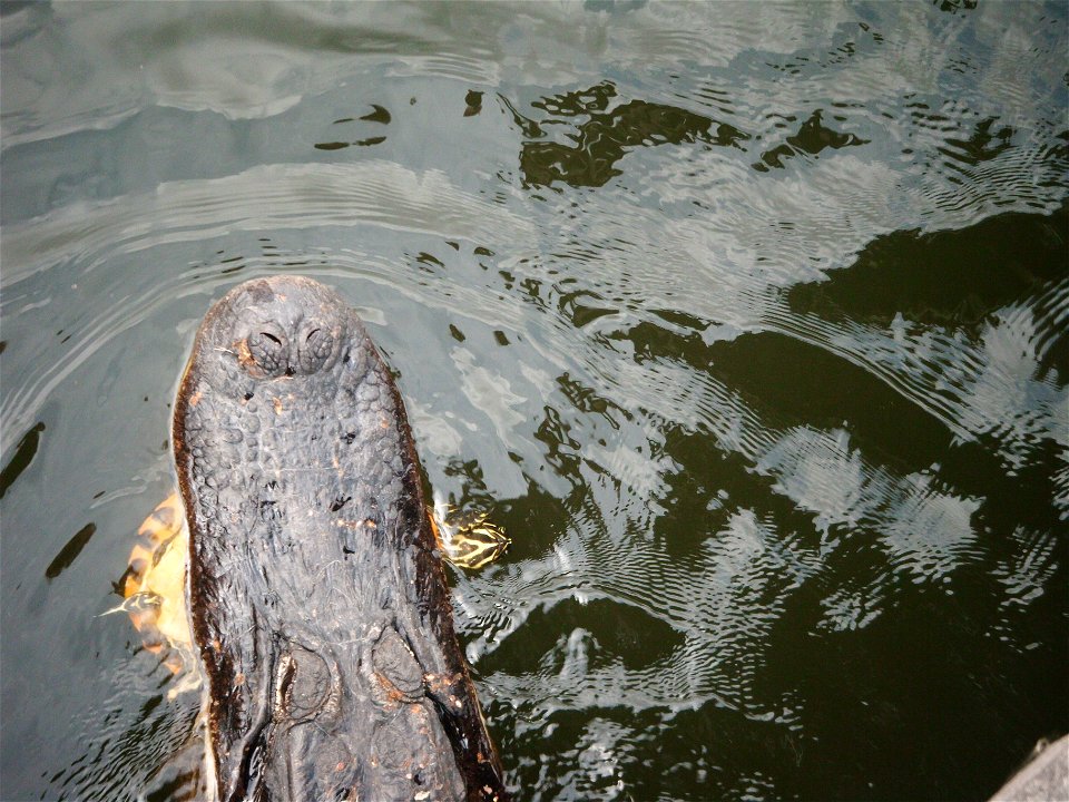 Alligator eating turtle, NPSPhoto, L.Coldiron 2013