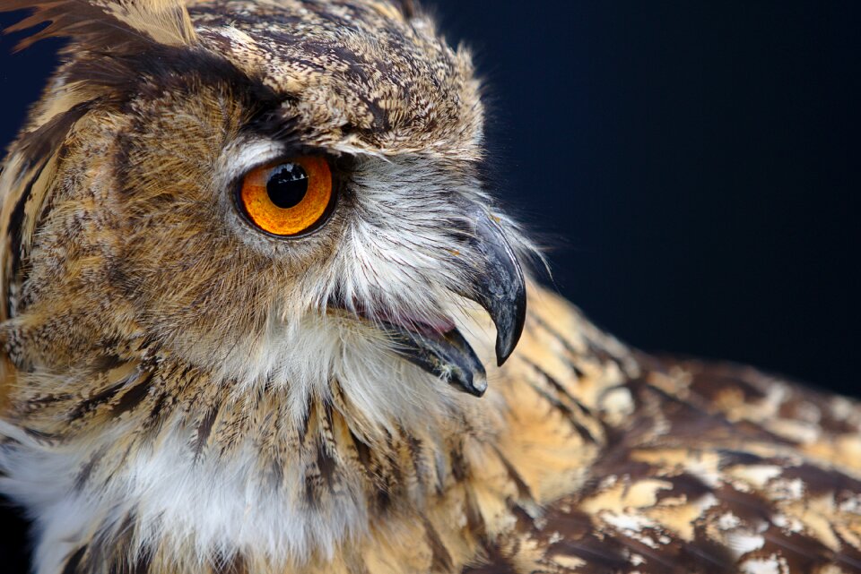 Feather bill eyes photo