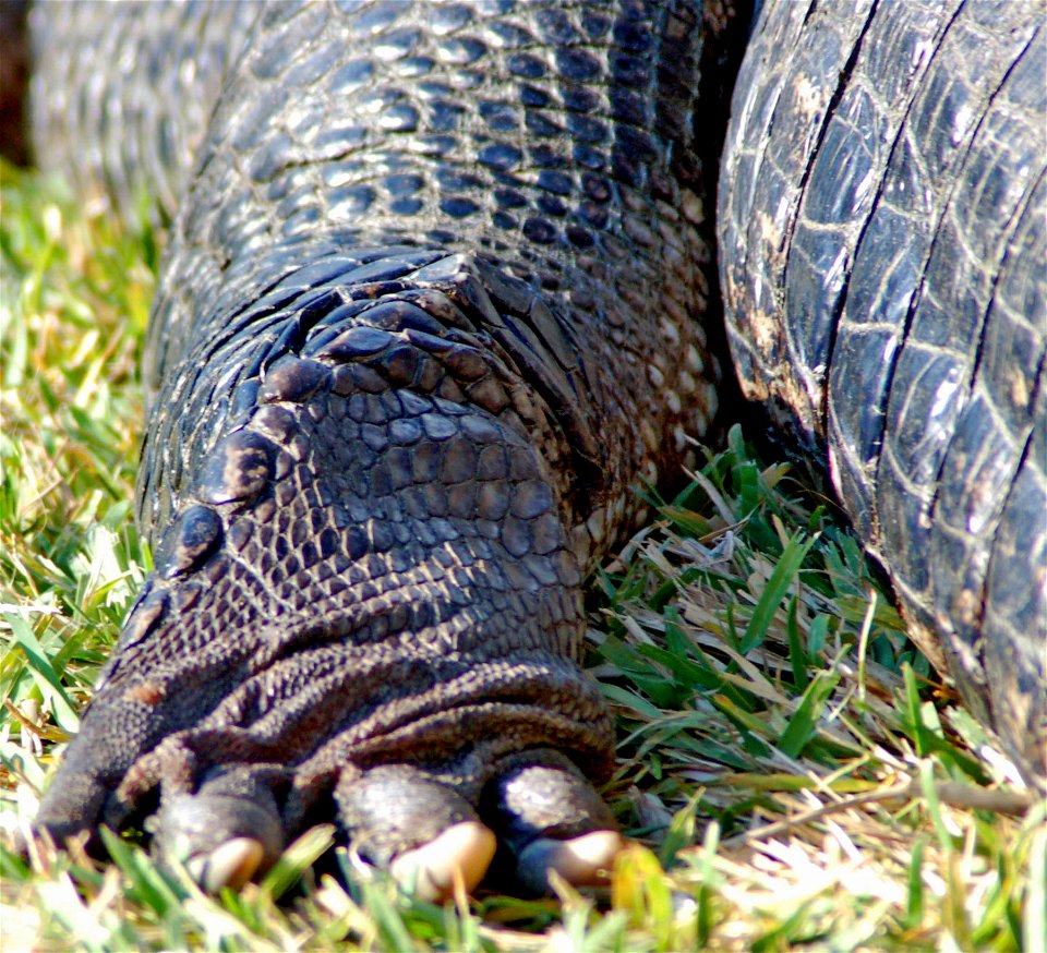 alligator foot, NPSphotos.jpg