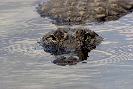 Alligator head, NPS Photo, Rodney Cammauf