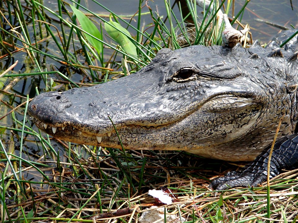 Alligator in Everglades National Park. NPS/Karen Battle-Sanborn