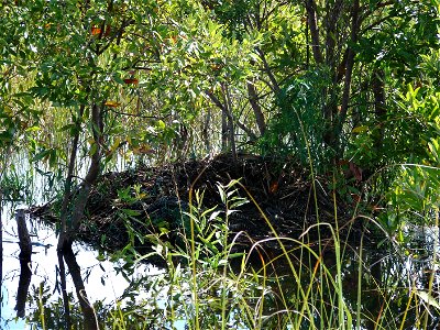 Alligator Nest at Shark Valley, NPSPhoto (1)