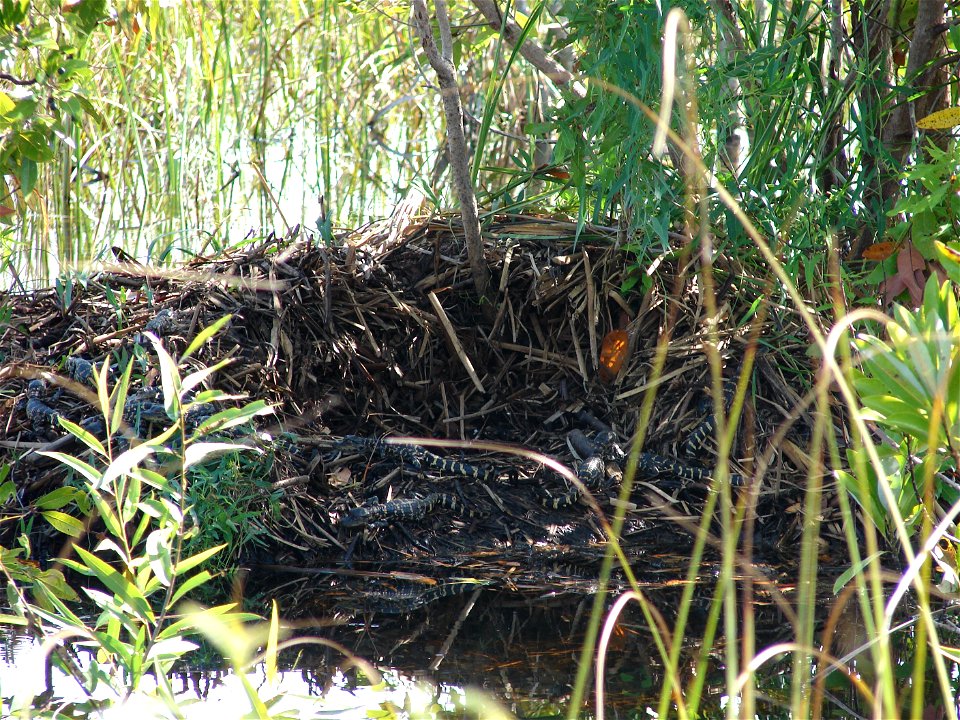 Alligator Nest at Shark Valley, NPSPhoto (2)