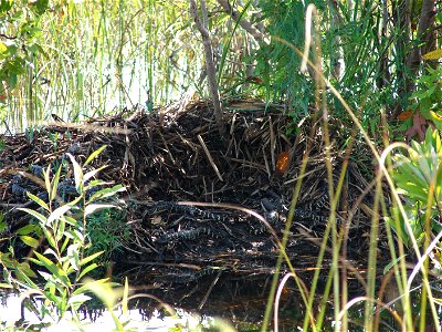 Alligator Nest at Shark Valley, NPSPhoto (2) photo