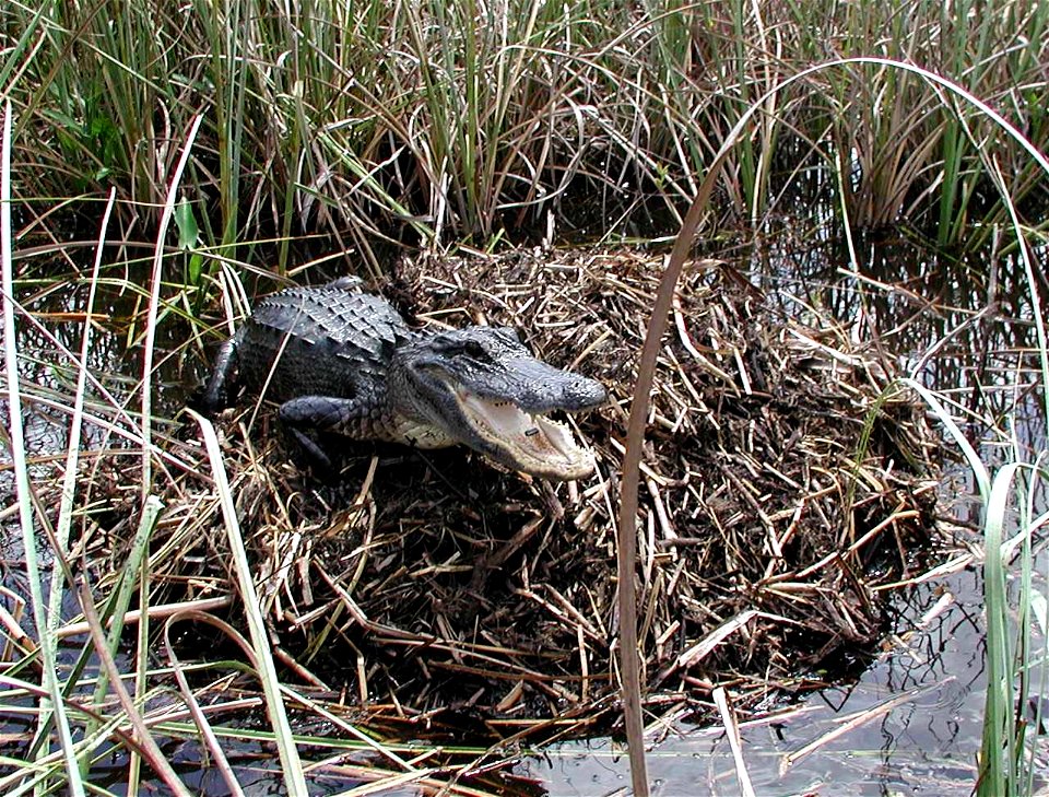 Alligator on Nest (2), NPSPhoto, Lori Oberhofner, 2005