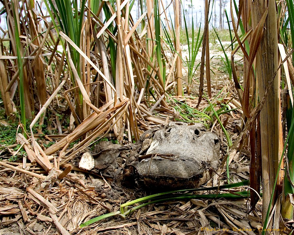 Alligator Skull, NPSPhoto, R. Cammauf