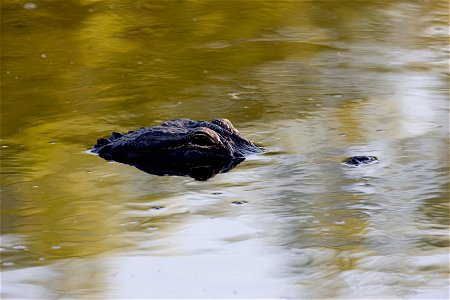 Alligator, NPSPhoto