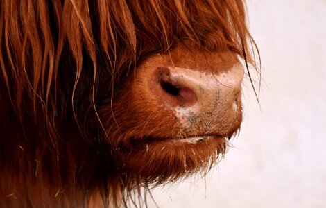 Head farm animal snout