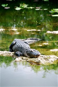 Alligator, NPSPhoto, R. Cammauf