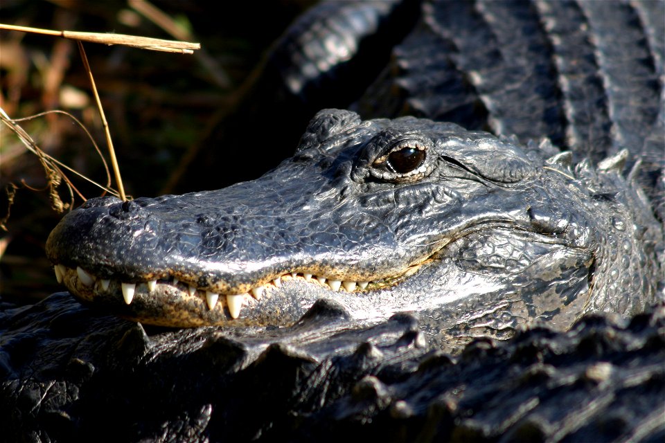 Alligator, NPSPhoto, Rodney Cammauf