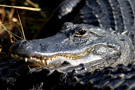 Alligator, NPSPhoto, Rodney Cammauf