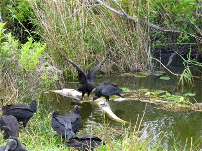 Alligator- Dead , NPSphoto, P.Baxter