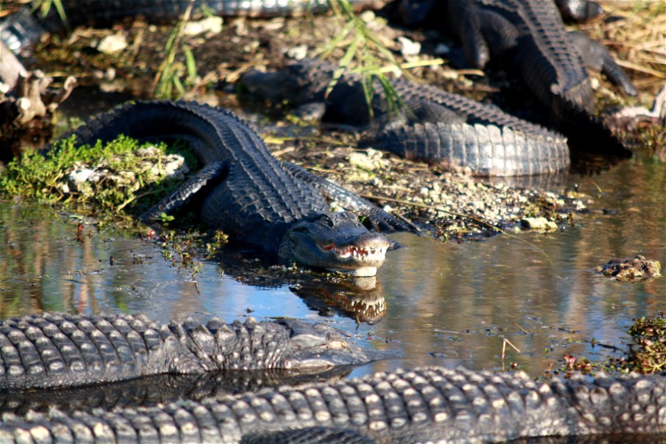 Photo: Leslie Velarde, NPS