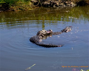 Alligators, NPSPhoto, R. Cammauf