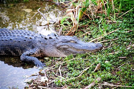 Close up gator, NPSphoto