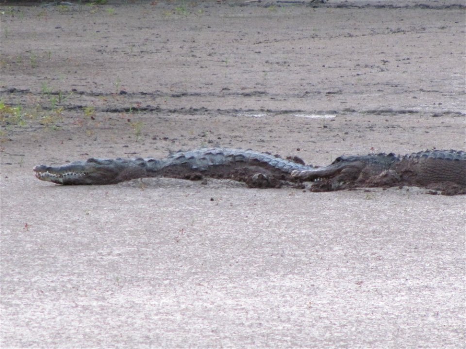 Crocodile and Gator at Mrazek Pond (1), EVER, NPSPhoto, SCotrell, 4-2011