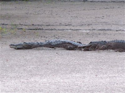 Crocodile and Gator at Mrazek Pond (1), EVER, NPSPhoto, SCotrell, 4-2011