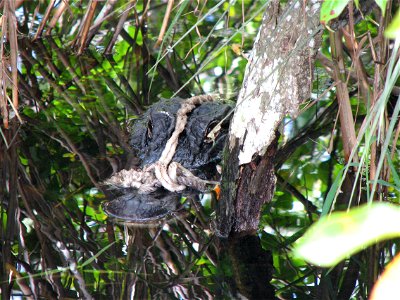 Alligator caught in rope