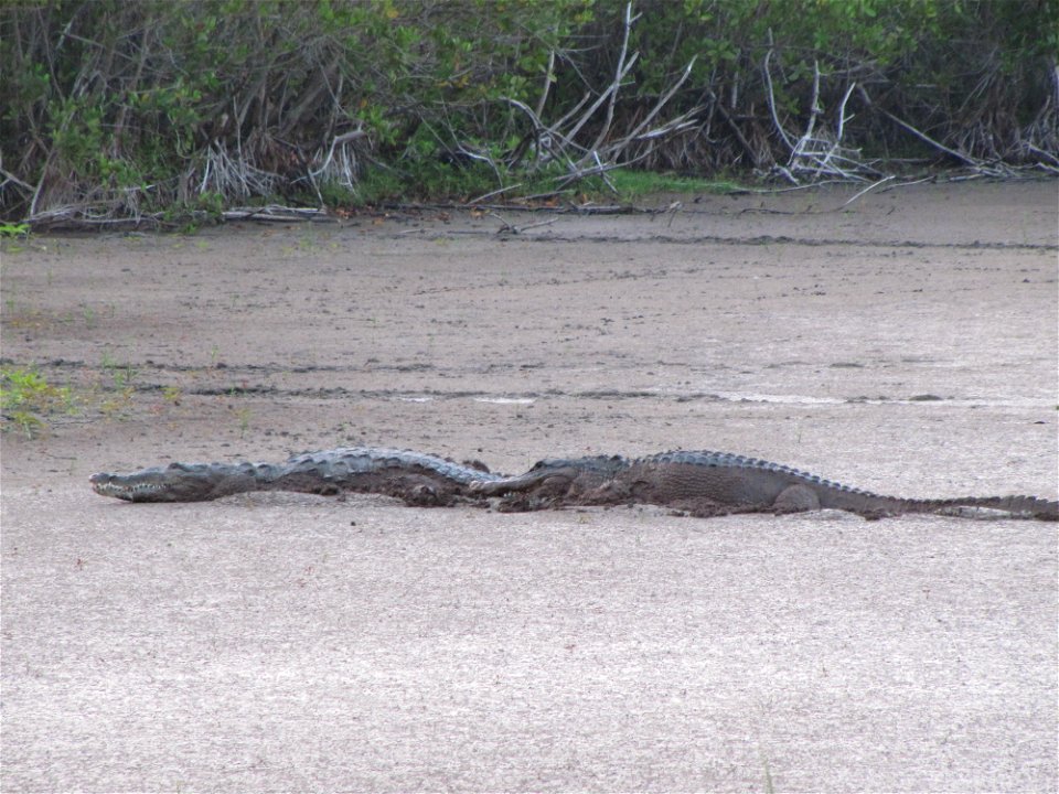 Crocodile and Gator at Mrazek Pond (2), EVER, NPSPhoto, SCotrell, 4-2011