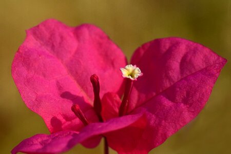 Close up blossom bloom