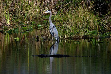 Everglades NPSPhoto, R. Cammauf (1)