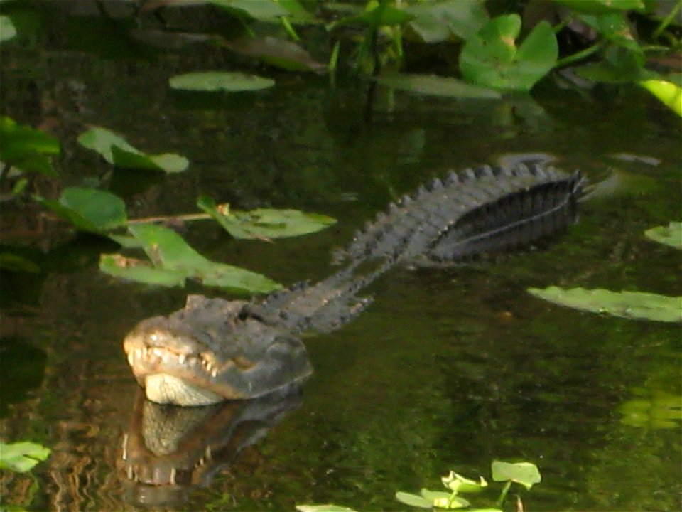 Alligator swimming near the Anhinga Trail.  Photo: Simon Cuertas, NPS