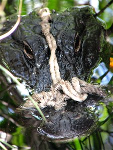 Gator Caught in Rope, NPSPhoto.jpg photo
