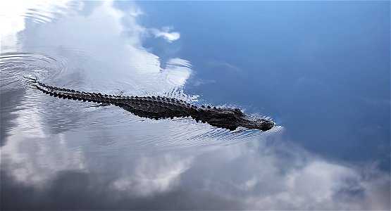 Gator Swimming, Nps photo, G&K Ladner