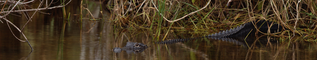 Gator, NPS Photo, B.Call