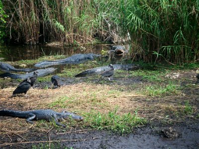 gators grip, NPSPhoto, L.Coldiron 2013